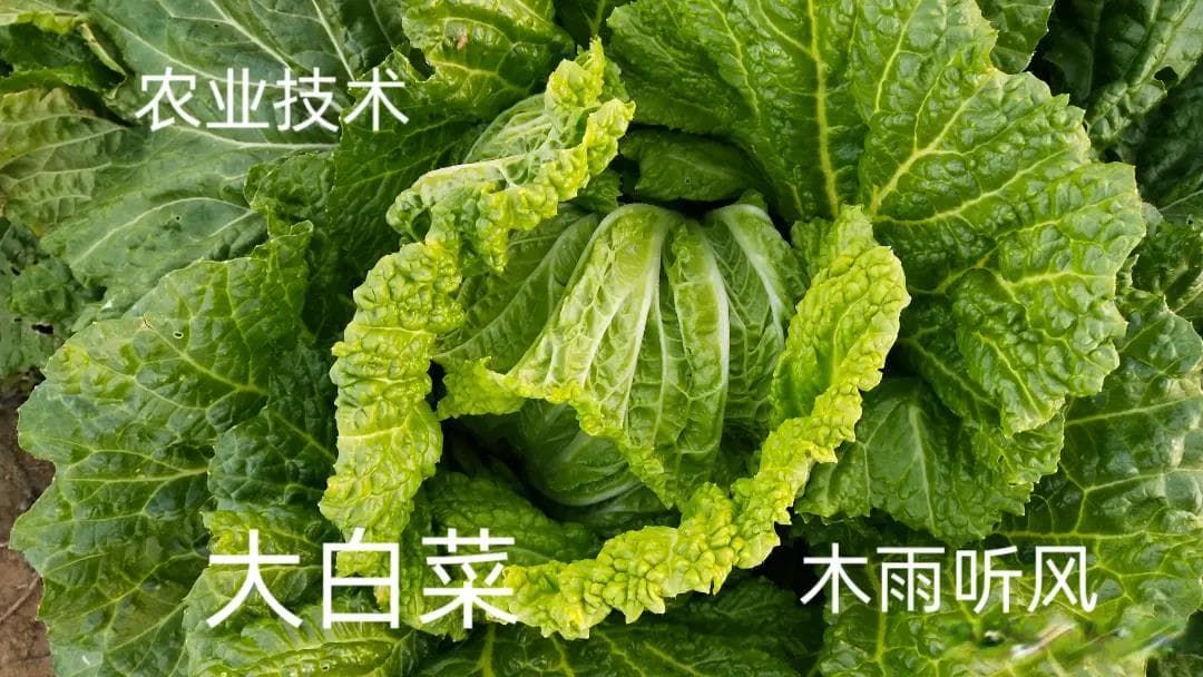 秋大白菜种植：品种选择与种植要点全解析