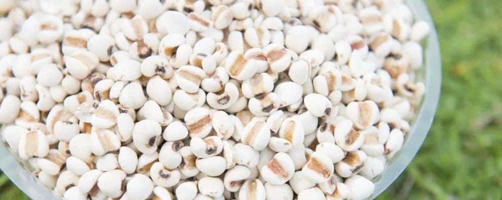 痰湿体质揭秘：饮食调理法则，助你重塑健康体质