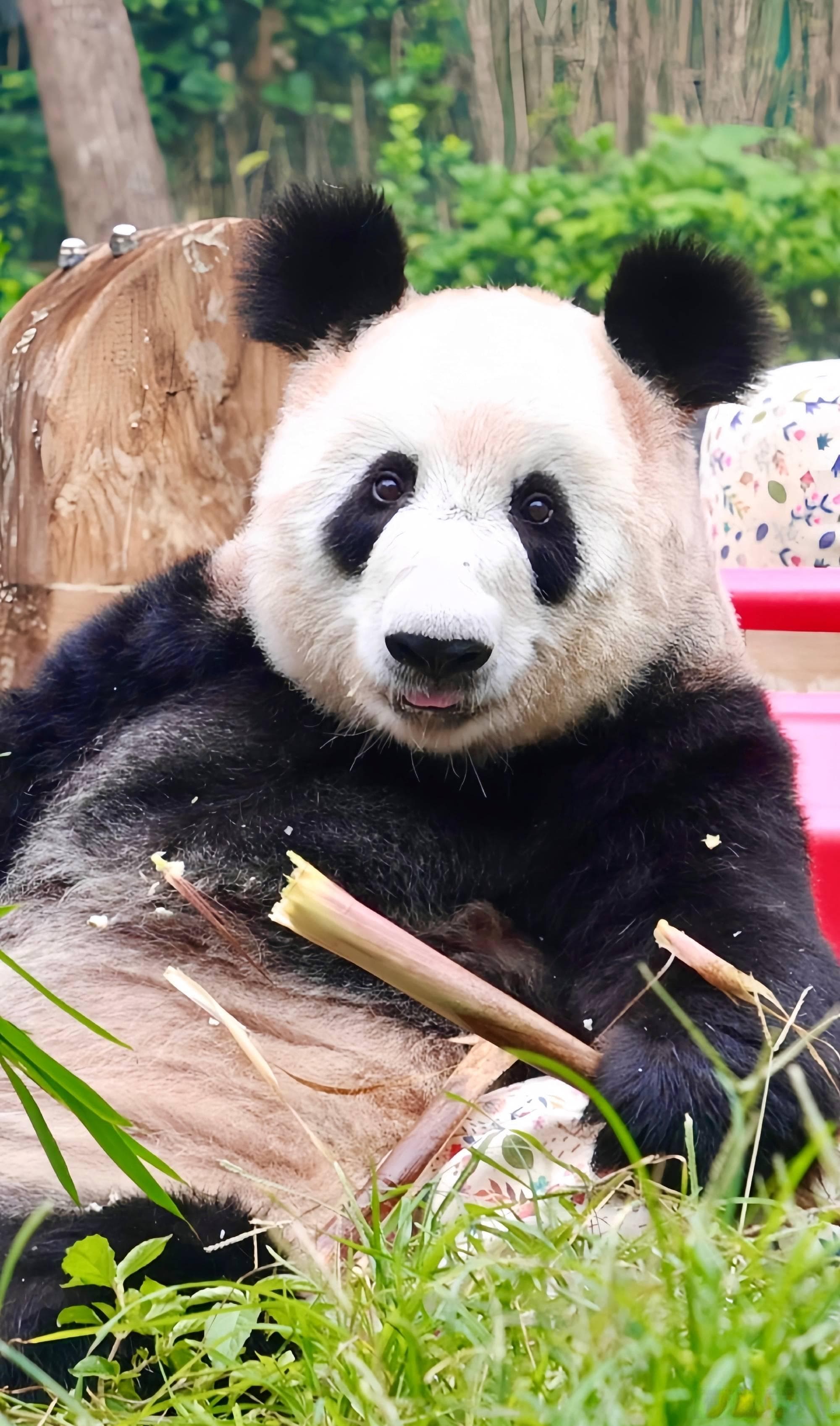 丫丫的重生：从美国到中国，判若两熊的转变