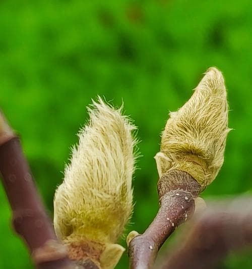 玉兰花的冬季保养（注意这些细节让玉兰花健康过冬）