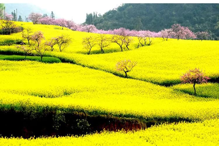 【跟着节气游云南】雨水润罗平，油菜花海织就斑斓盛景
