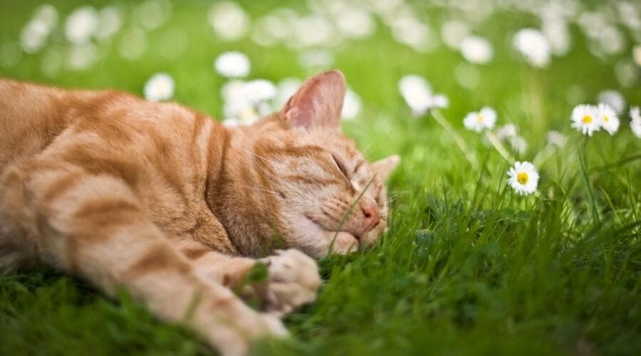 春季养猫的相关养护要点与注意事项