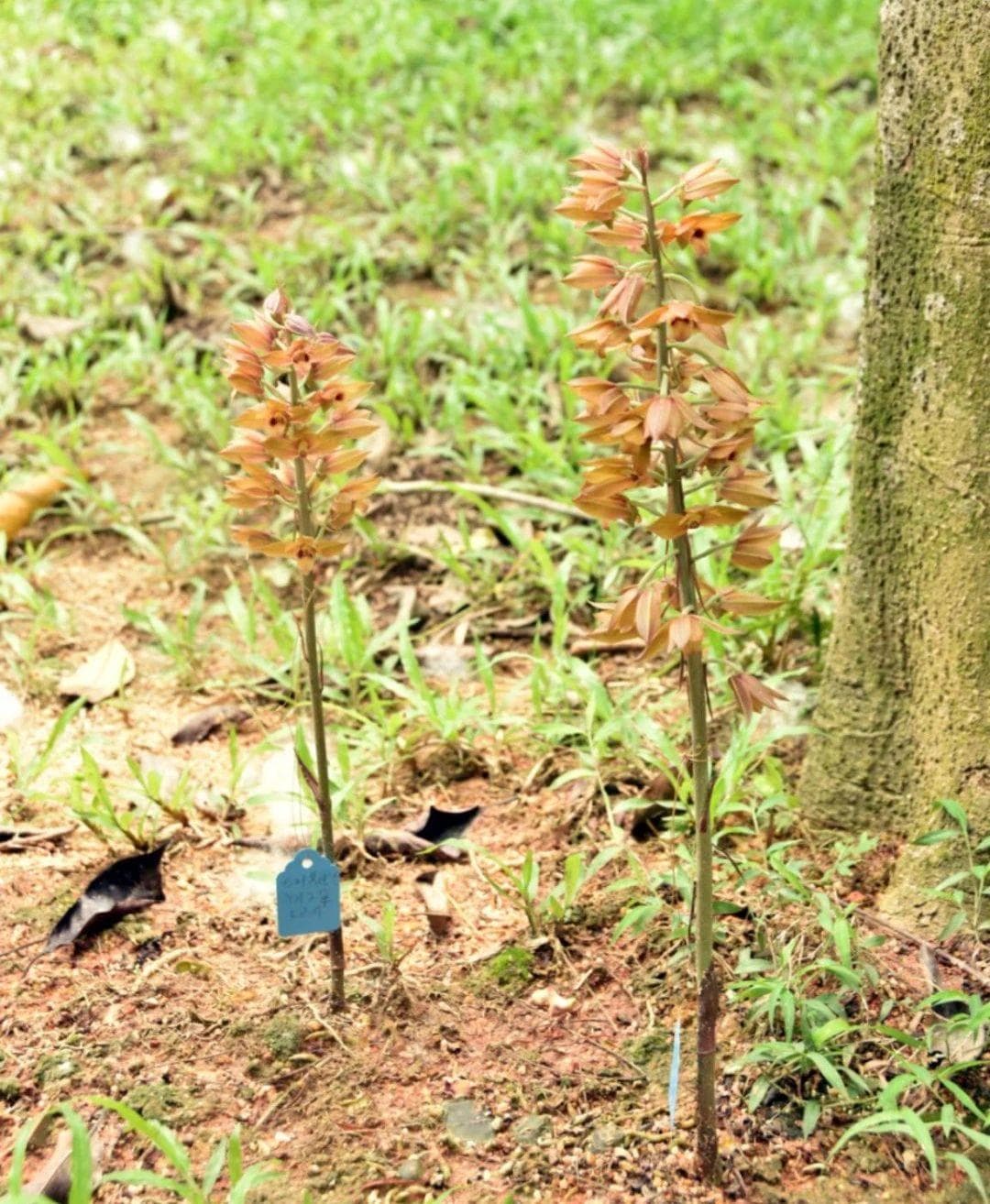 罕见！珍稀野生植物无叶美冠兰现身深圳