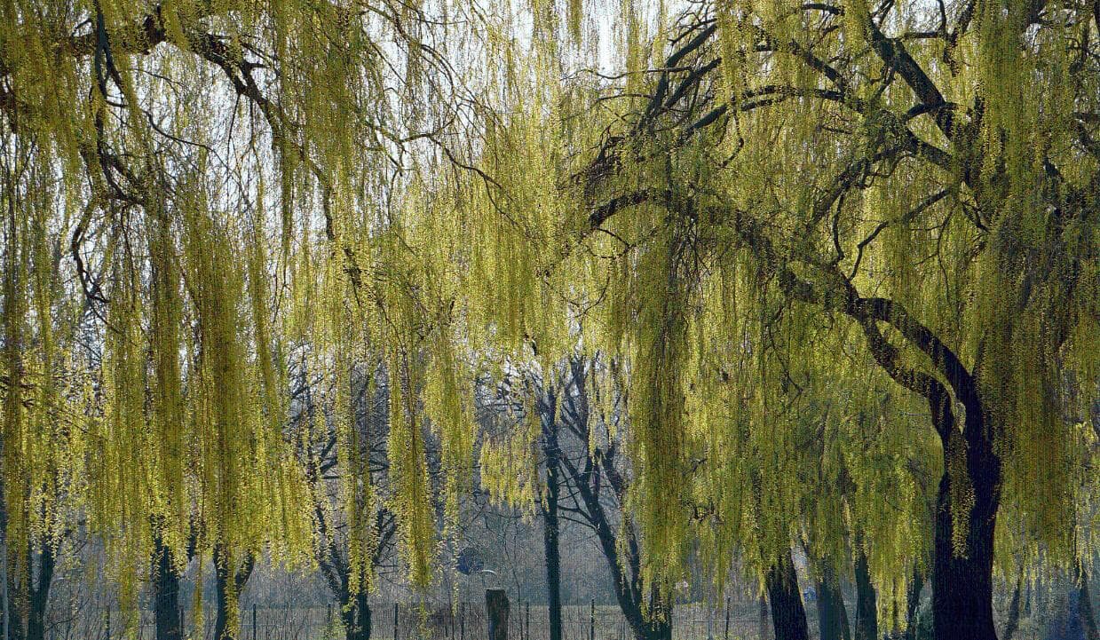 十二生肖映清明：探寻中国古老智慧中的生命哲理