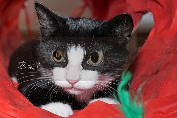 猫咪半夜挠门什么原因，是否在向你求助？