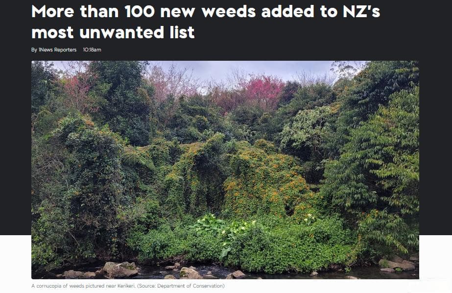 这些植物在家别乱养！或对新西兰生态系统带来毁灭性打击
