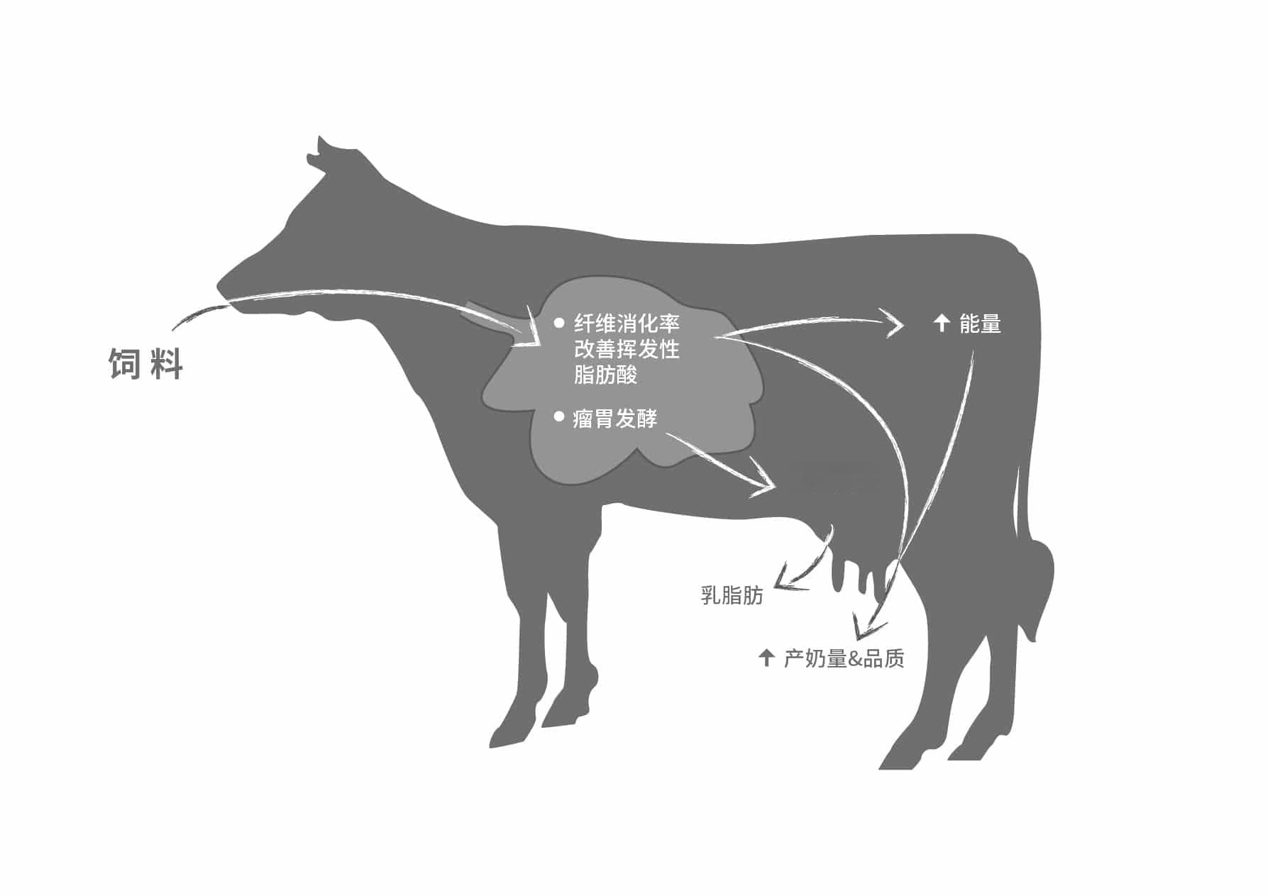 瘤胃健康与饲料效率：如何优化奶牛消化系统