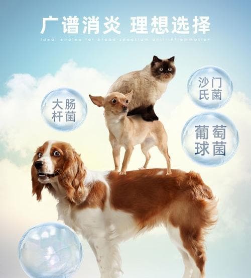 猫咪吃阿莫西林有害吗？正确使用抗生素的注意事项是什么？