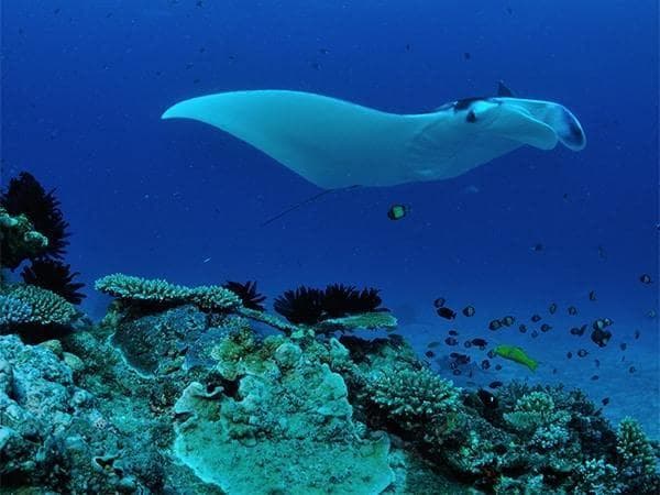 大堡礁最佳潜水和浮潜地点