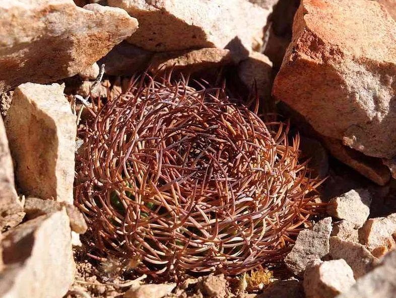 仙人球彗星殿介绍Eriosyce rodentiophila
