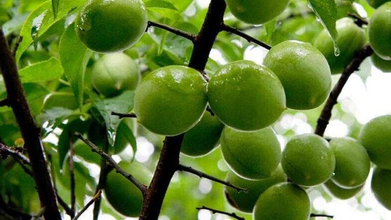 青梅果的功效与作用、禁忌和食用方法