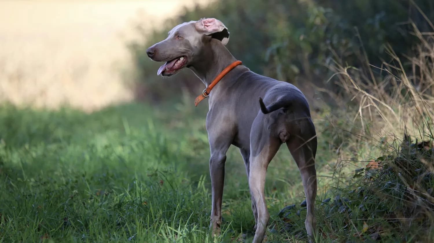 从顶级猎犬到文化符号：细犬的千年变迁