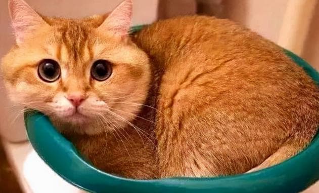 宠物猫奶猫期0-2个月左右体重100-700克注意事项