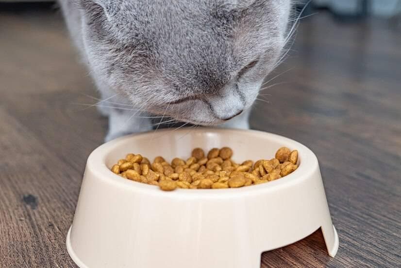 猫粮的主要成分是什么？6大主要成分对猫咪至关重要