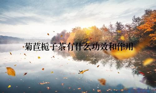 菊苣栀子茶的功效与作用