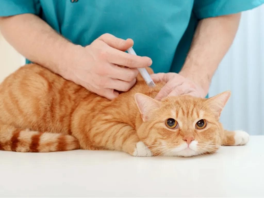 猫上呼吸道感染的元凶