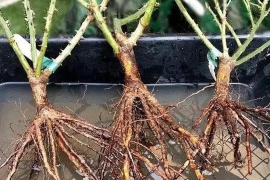 月季花根系出了问题怎么办