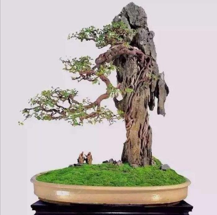 盆景苔藓种植：两种实用方法与养护要点详解
