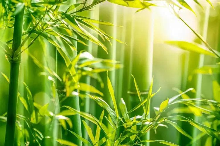 除了瓷器，征服欧洲人的“神秘商品”，竟还有中国的竹子？