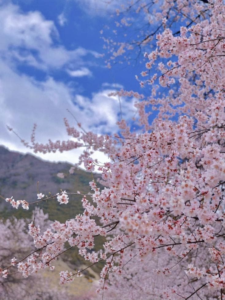 2024年最新西藏林芝旅游指南