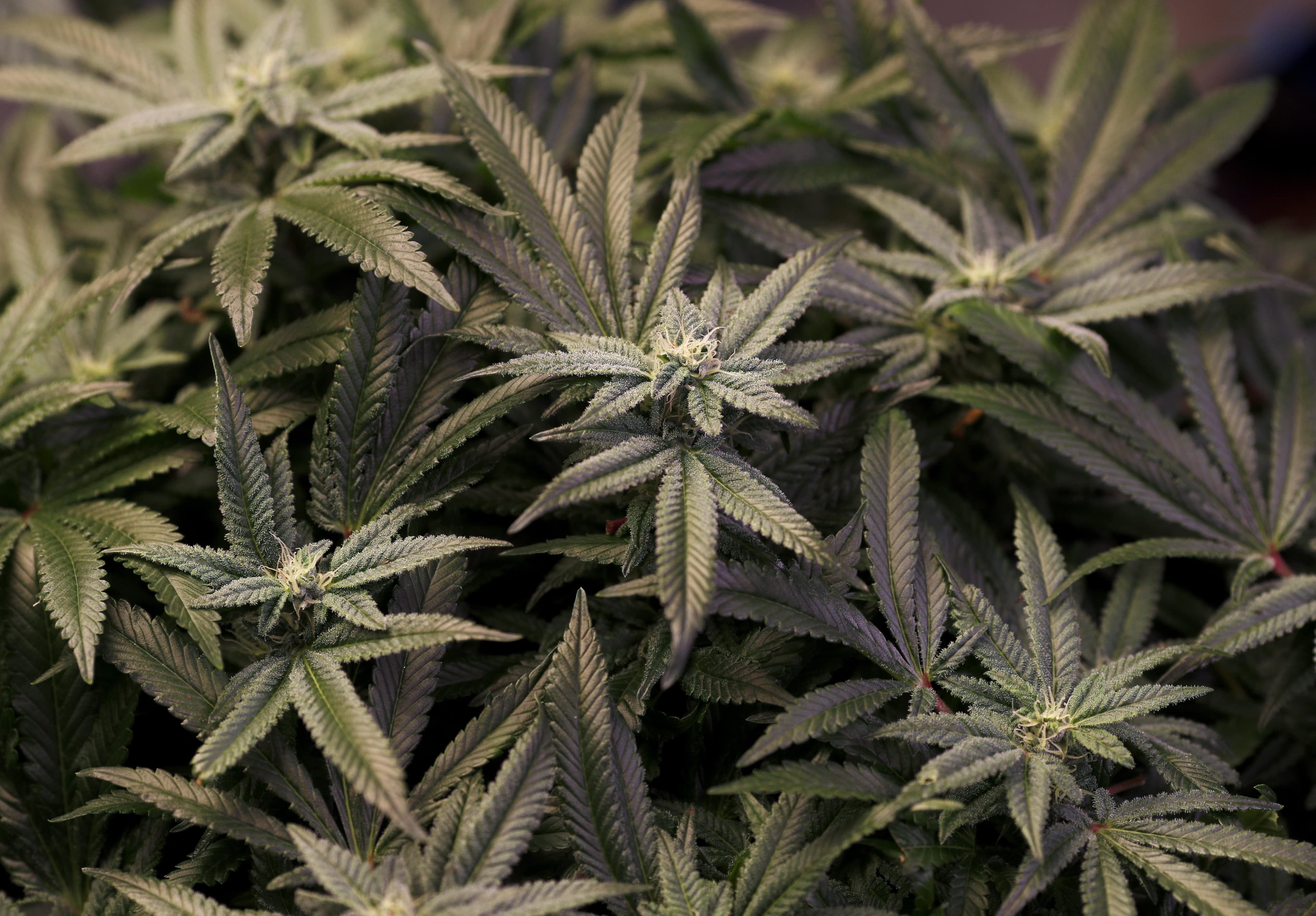 德国大麻部分合法化，遭多方反对