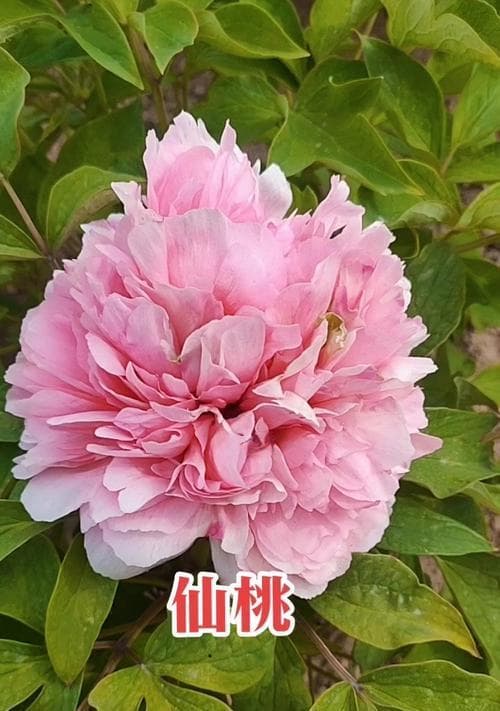 牡丹的品种及特点（探秘丰富多彩的牡丹品种，了解每一朵花背后的故事）