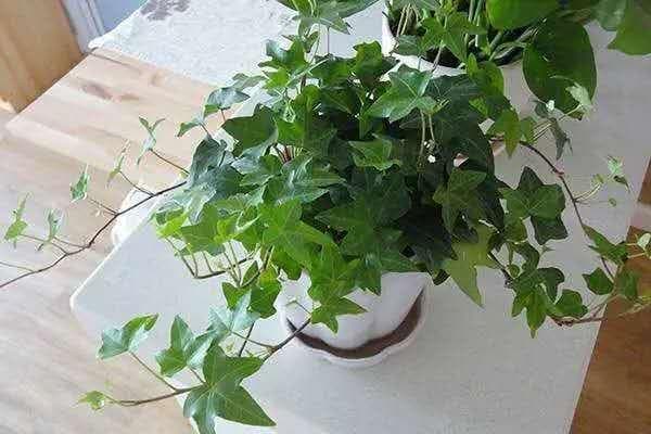 解锁“除湿小能手”！梅雨季家居必备绿植盆栽