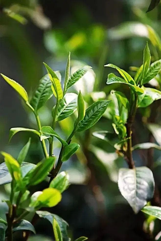【茶香西双版纳】饮一杯人间烟火——普洱古树茶