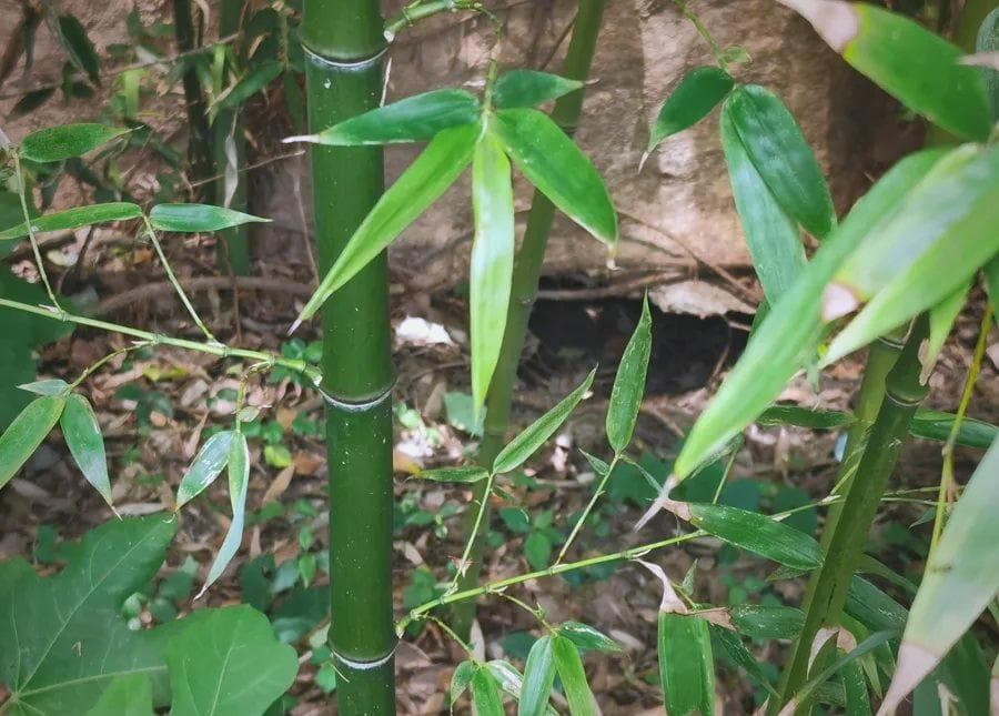 长宁惊现珍稀狗獾，专家建议避免打扰保护生物多样性