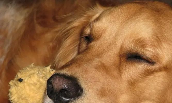 金毛犬喂养指南：从幼犬到成犬的全生命周期健康管理