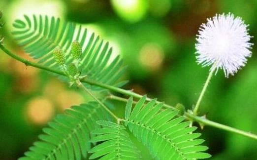 含羞草的花语与寓意（探寻含羞草花语的深层寓意）
