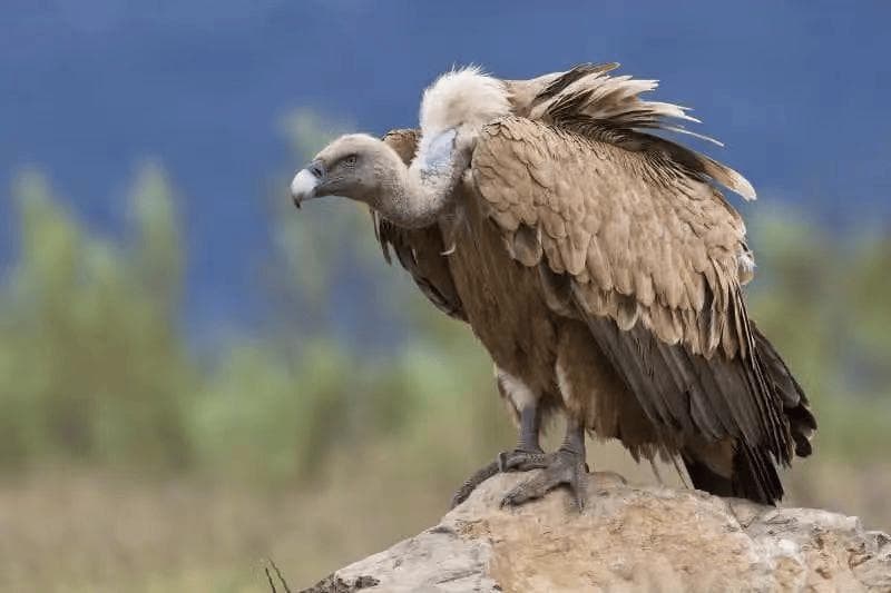 生物多样性科普|​秃鹫