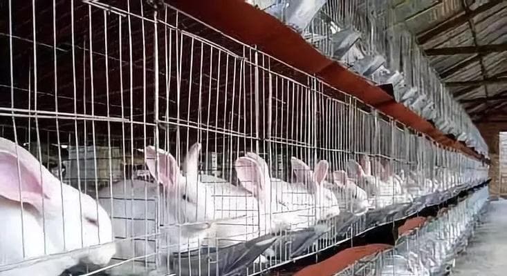 兔子饲料的配料与喂养注意事项