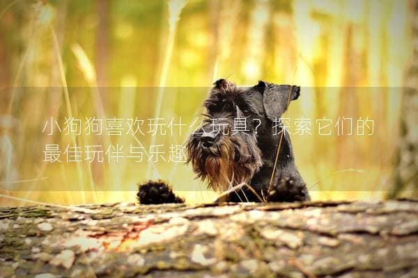 小狗狗喜欢玩什么玩具？探索它们的最佳玩伴与乐趣
