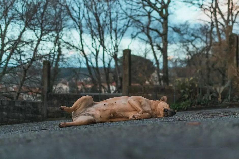 狗狗中毒后的五大表现及应对方法