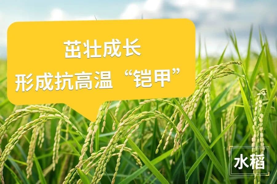 粮食也能“吹空调”：中粮集团智能仓储技术保障粮食安全