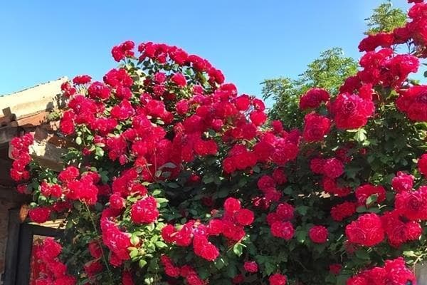 如何种植红木香：从土壤配制到养护要点的全面指南