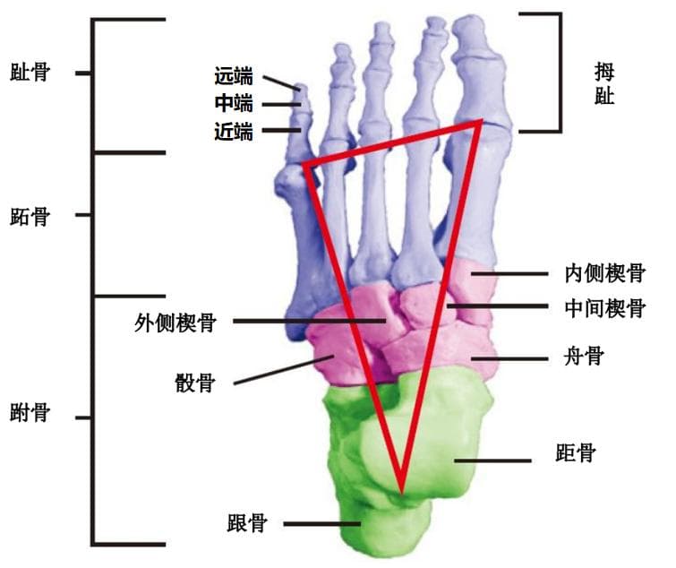 全球爱足日｜自我筛查，及早干预，一文读懂青少年足部异常