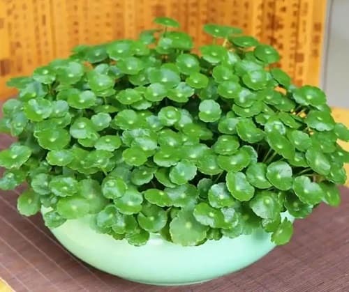 盆栽金钱草怎么养？