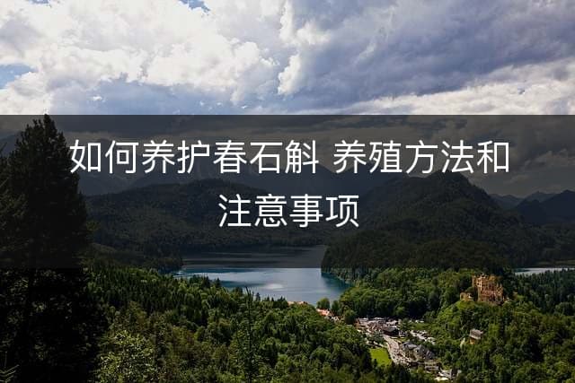 如何养护春石斛 养殖方法和注意事项