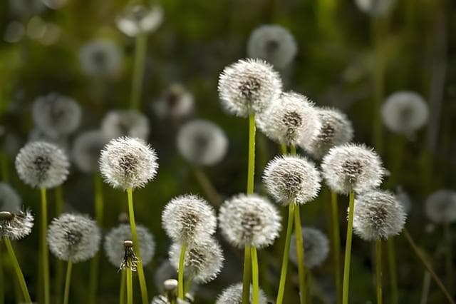 蒲公英是花还是草？蒲公英生长在什么季节？