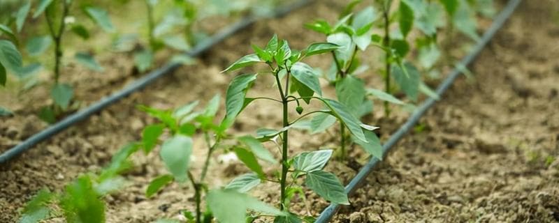 辣椒种植施肥全攻略：从基肥到采摘期的科学管理