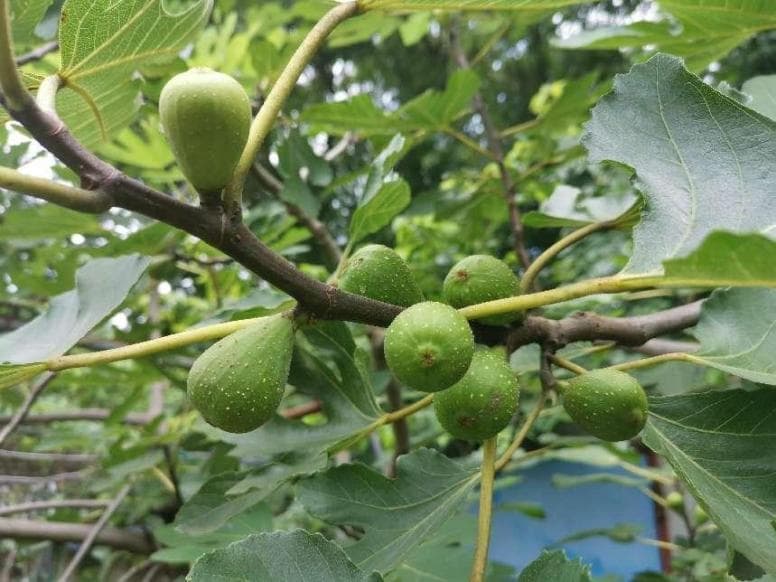 无花果真的没有“花”吗？