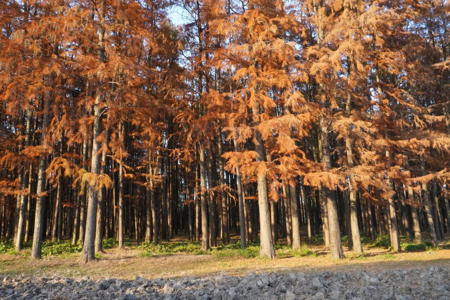杭州青山湖水杉林：临安40公里外的稀有池杉林，门票120元