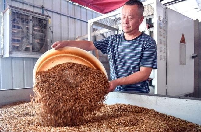 黄粉虫养殖并非易事，技术要求高且市场风险大