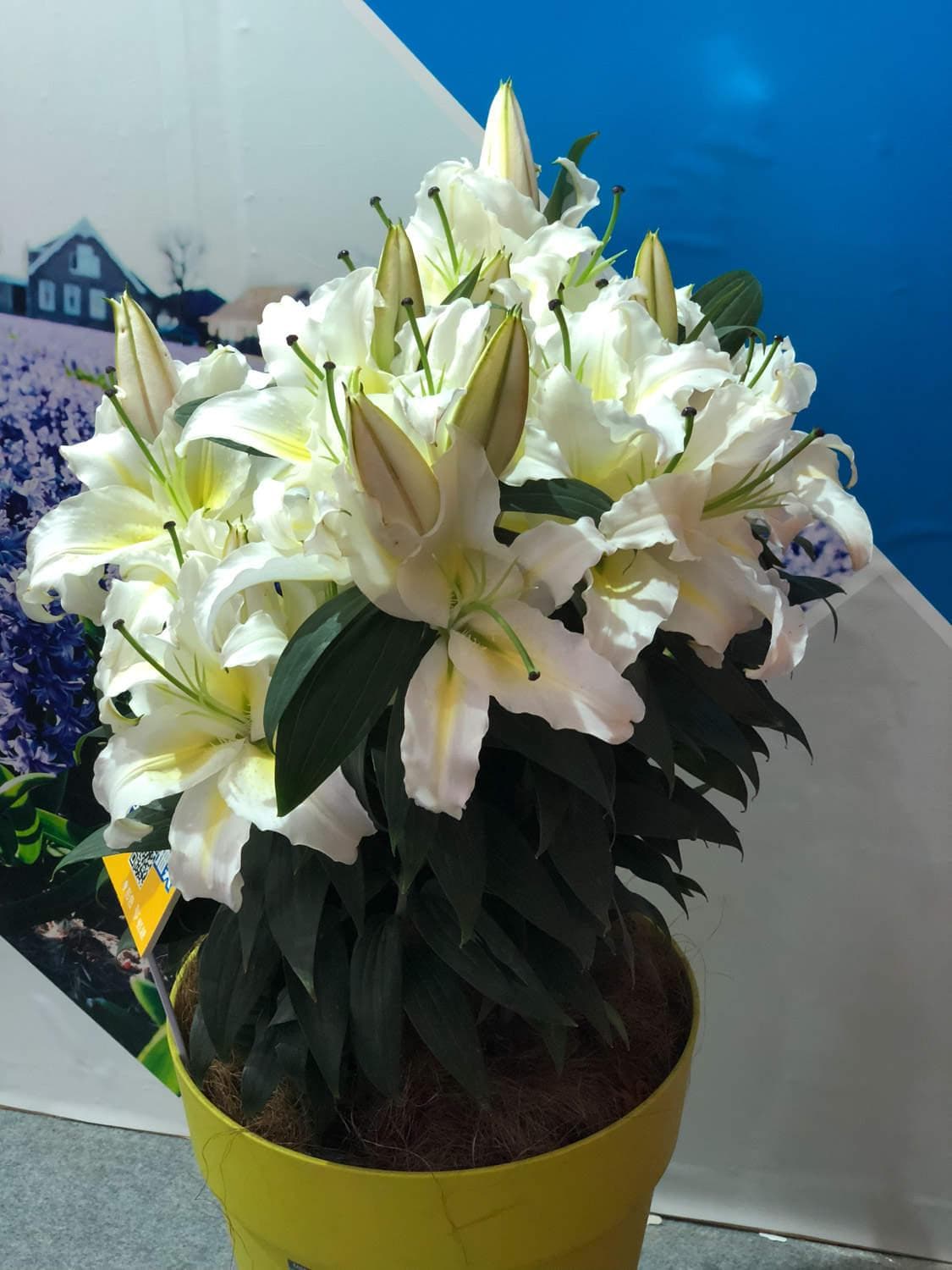 香水百合开花后怎么养，如何促进来年开花多