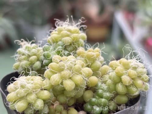 多肉植物完全指南：从入门到精通