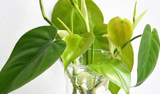 绿萝种植指南：水培与土培的优缺点及具体操作方法
