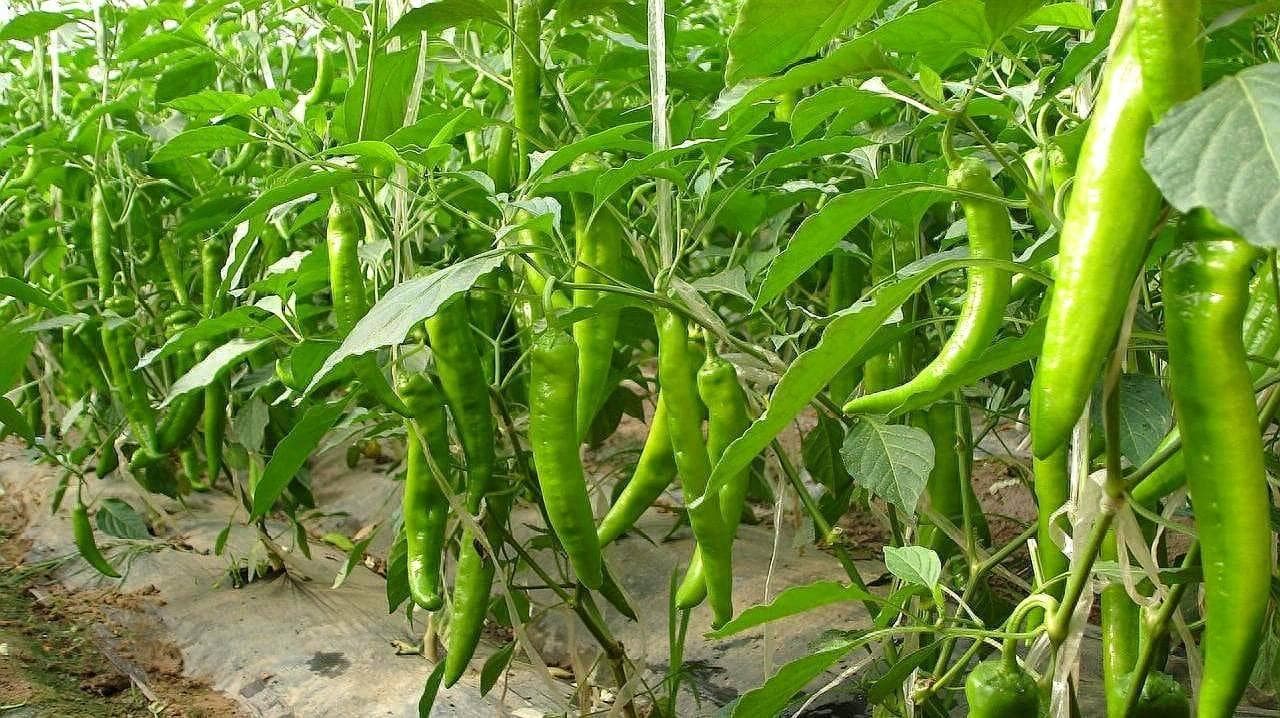 辣椒定植大田后的管理要点
