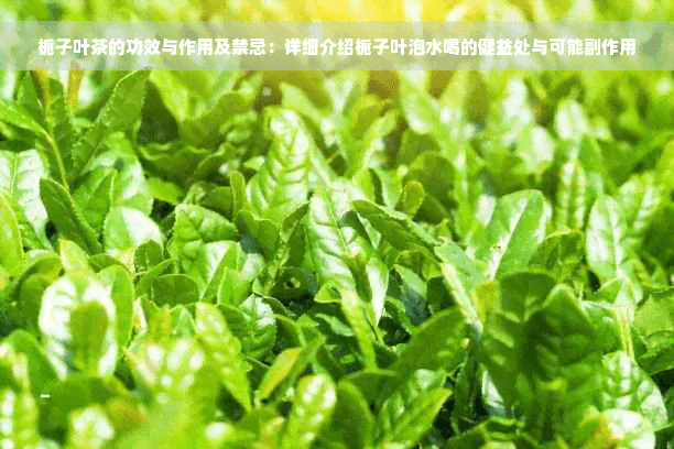 栀子叶茶和公英茶的功效与作用及禁忌：详细介绍两种茶饮的健康益处与可能副作用
